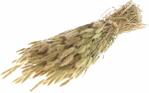 [A-022940] Polypogon Pluimpjes Natural Trosgierst