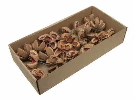 [A-023253] Kartoons Nut Naturel op draad 20 stuks