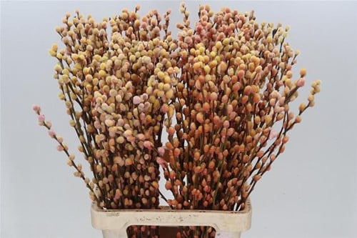 [A-023899] Katjeswilg Gekleurde Wilgenkatjes Salix Sunshine/Oranje bundel 10 stuks