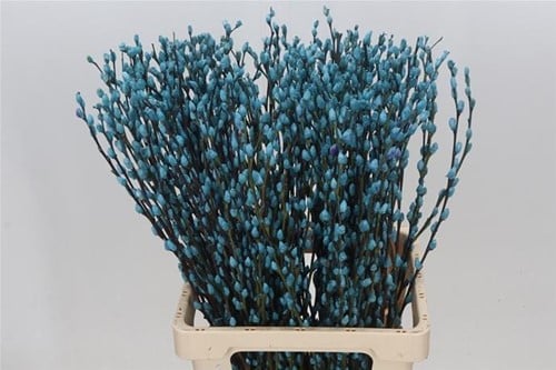 [A-023902] Katjeswilg Gekleurde Wilgenkatjes Salix Lichtblauw bundel 10 stuks