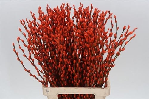[A-023907] Katjeswilg Gekleurde Wilgenkatjes Salix Oranje bundel 10 stuks