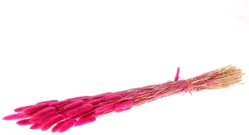 [A-024011] Lagurus Ovatus Pluimgras Graspluimen in hoes Groen 100 gram