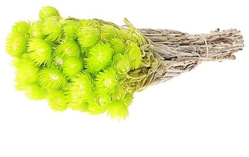 [A-024470] Capblumen Kaapsbloemen bundel Lime Groen ca. 40 cm 35 stuks