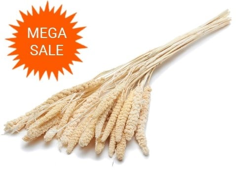 [A-024603] Setaria Italica Trosgierst Gebleekt 100 gram