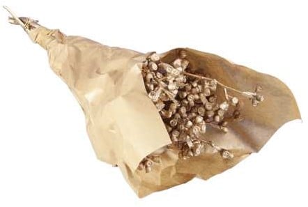 [A-024799] Eucalyptusfruit op Tak Champagne 55cm