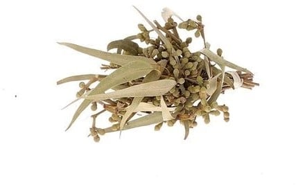 [A-024849] Eucalyptus met Besjes Droogbloemen