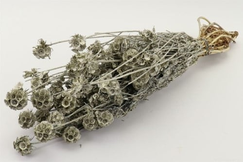 [A-024853] Scabiosa Wild in hoes