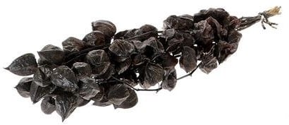 [A-024855] Physalis Zwart Lampionnetjes 70 cm in hoes