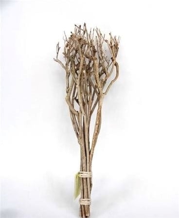[A-025020] Takkenbundel Tea Branch Naturel ca. 65 cm per bundel