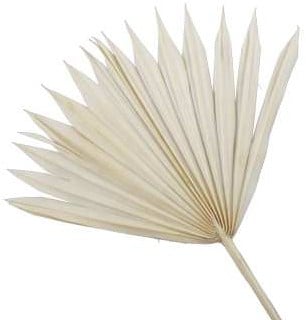 [A-025300] Palmblad Bakla Sun Cut Gebleekt 5 stuks