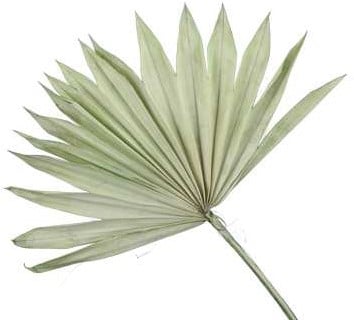 [A-025302] Palmblad Bakla Sun Cut PastelGroen 5 stuks