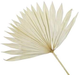 [A-025303] Palmblad Bakla Sun Cut PastelGeel 5 stuks