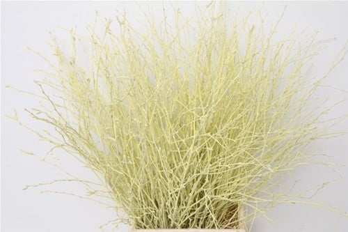 [A-025575] Berkentakken Birch Creme ca. 60 cm 10 stuks