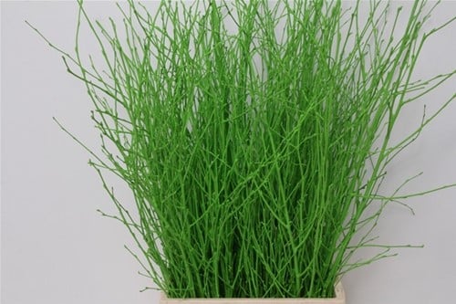 [A-025577] Berkentakken Birch Groen ca. 60 cm 10 stuks