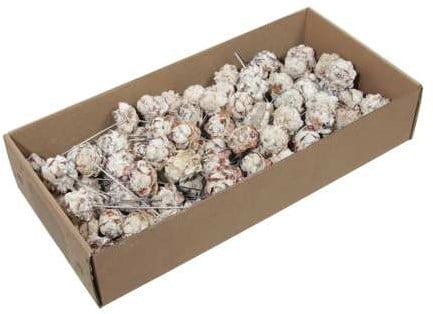 [A-027013] Leucadendron Pubescens op draad White Wash doos ca. 100 stuks