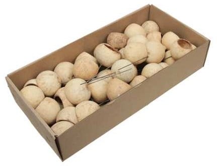 [A-027025] Bell cup Naturel medium op draad ca. 35 stuks