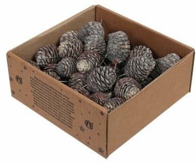 [A-027590] Leucadendron Murri op draad White Wash 50 stuks