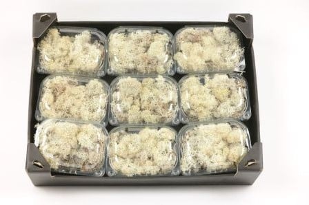 [A-001213] Rendiermos IJslandsmos Finlandsmos Naturel 50 gram kleinverpakking