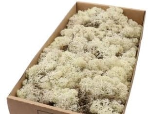 [A-001243] Rendiermos IJslandsmos Finlandsmos Naturel doos of zak 2700–3000 gram