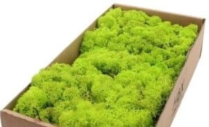 [A-004760] Rendiermos IJslandsmos Finlandsmos Lentegroen 500 gram