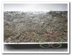 [A-008611] Tillandsia Junglemos Spaansmos Forestmos Wit 200–350 gram