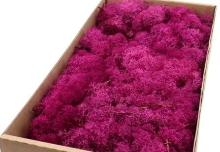 [A-022638] Rendiermos IJslandsmos Finlandsmos Fuchsia 500 gram