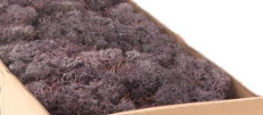 [A-023868] Rendiermos IJslandsmos Finlandsmos Lavendel 500 gram