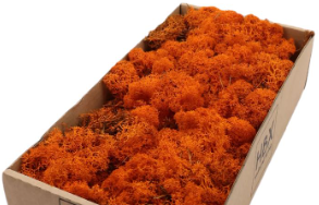 [A-023869] Rendiermos IJslandsmos Finlandsmos Oranje 500 gram