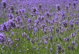 [A-015048] Geurolie Lavendel voor melts kaarsen en zeep 20 ml