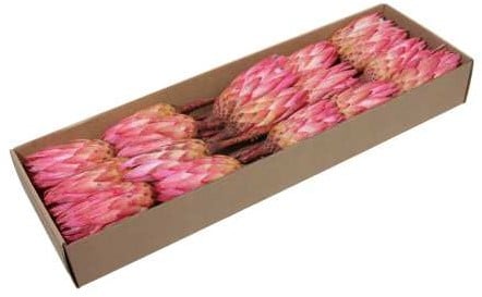 [A-026086] Protea Repens Erica Naturel Roze doos 24 stuks