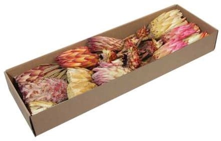 [A-026087] Protea de luxe assortiment Naturel doos 26 stuks