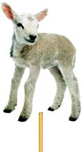 [A-010909] Bijsteker Lammetje foam 5.5x7 cm +12 cm stok per stuk