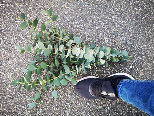 [A-012991] Actie Bundel Eucalyptusblad dhz Mooi blad Bundel wat langer