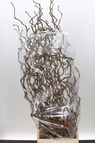 [A-023865] Kronkelhazelaar Corylus Av Contorta paastak ca. 100 cm per stuk