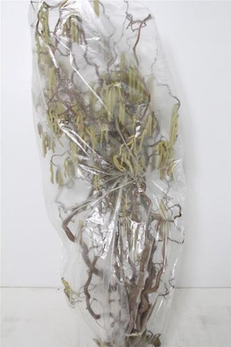[A-024022] Kronkelhazelaar Corylus Av Contorta 3-jarig ca. 120-129 cm per stuk paastak