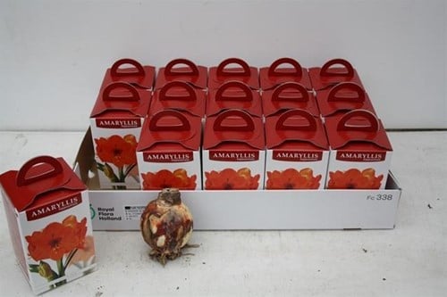 [A-025106] Bloembol Amaryllis Rood met of Zonder Doosje 