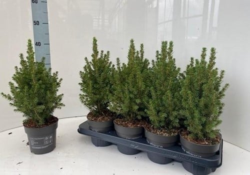 [A-025130] Kerstboompje Picea Glauca Conica P9-9.5 ca. 30-35 cm incl pot