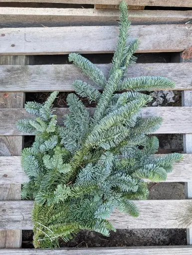 [A-027298] Nobilis DennenGroen Tak vers WinterGroen vers