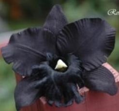 [A-007218] Zwarte Orchidee Zijden bloem