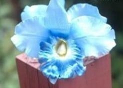 [A-007245] Lichtblauwe Orchidee Zijden bloem