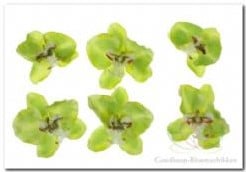 [A-007263] Orchidee hoofd losse bloemen Lichtgroen 8,5 cm pak 6 stuks