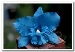 [A-007301] Blauwe Orchidee Zijden bloem