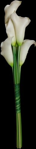 [A-012285] Handgebonden Boeket Witte Calla ca. 40 cm (6 stuks) Te gebruiken als eenvoudig bruidsboeket