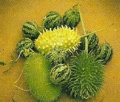 [A-000124] Cucumis Mix sierkomkommertjes 100 zaden