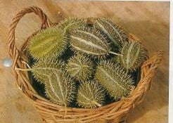 [A-000874] Cucumis Zeyherii sierkomkommertjes zaden 