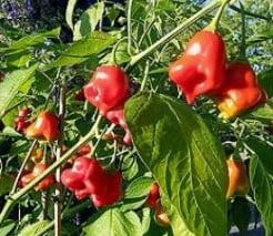 [A-000960] Balloon Capsicum Annuum