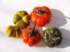 [A-001003] Solanum Aethiopicum wilde vorm sierzaden