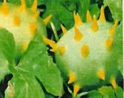 [A-001014] Cucumis Sp Soedan sierkomkommertjes zaden 
