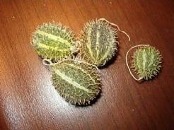 [A-001116] Cucumis Prophetarum sierkomkommertjes zaden 