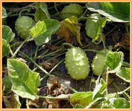 [A-001524] Cucumis Aculeatus BE sierkomkommertjes zaden 